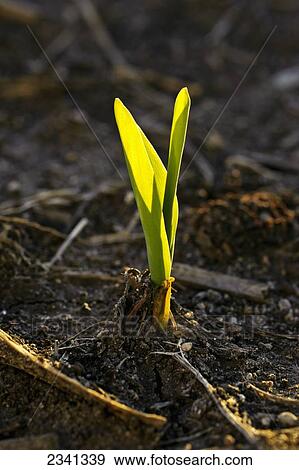 Stock Photo - Agriculture - A grain corn seedling emerges from the soil shortly after spring planting / Central Iowa, USA.. Fotosearch