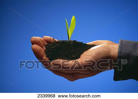 Agriculture - A hand holding a grain corn seedling growing in rich black soil. View Large Photo Image Stock Photo - Agriculture - A hand holding a grain corn seedling growing in rich black soil.. Fotosearch