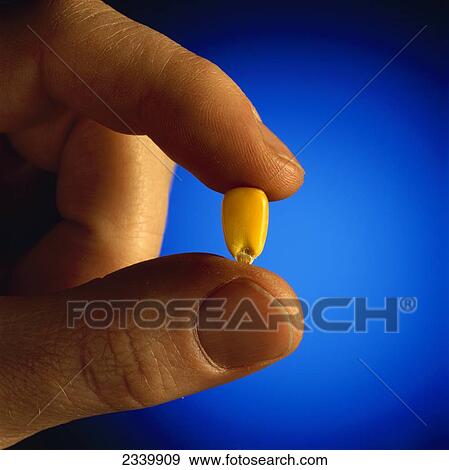 Agriculture - A hand holding a kernel of mature grain corn / Iowa, USA. View Large Photo Image Stock Photo - Agriculture - A hand holding a kernel of mature grain corn / Iowa, USA.. Fotosearch
