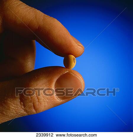 Stock Image - Agriculture - A hand holding a single mature soybean / Iowa, USA.. Fotosearch