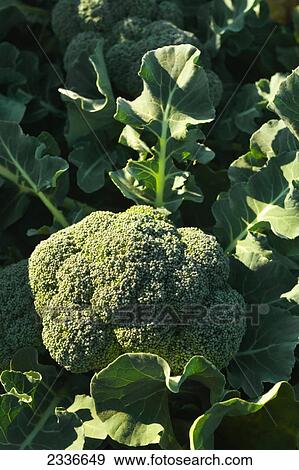 Stock Photo - Agriculture - A head of mature Winter crop broccoli being grown in the desert / Bard Valley, California, USA.. Fotosearch