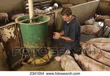 Agriculture - A hog producer examines hog feed in a confinement facility / Iowa, USA. View Large Photo Image Picture - Agriculture - A hog producer examines hog feed in a confinement facility / Iowa, USA.. Fotosearch
