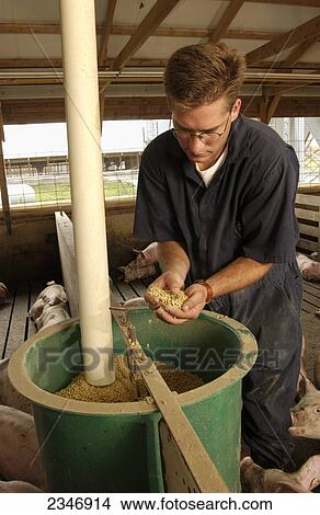 Picture - Agriculture - A hog producer examines hog feed in a confinement facility / Iowa, USA.. Fotosearch