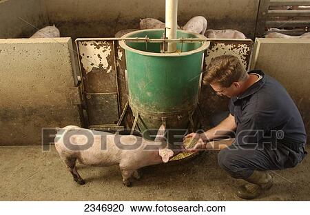 Stock Image - Agriculture - A hog producer examines hog feed in a confinement facility with a curious pig nearby / Iowa, USA.. Fotosearch