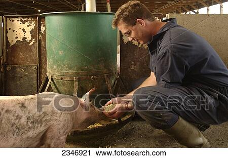 Agriculture - A hog producer examines hog feed in a confinement facility with a curious pig nearby / Iowa, USA. View Large Photo Image Stock Image - Agriculture - A hog producer examines hog feed in a confinement facility with a curious pig nearby / Iowa, USA.. Fotosearch