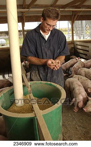 Stock Photo - Agriculture - A hog producer examines hog feed in a confinement facility / Iowa, USA.. Fotosearch