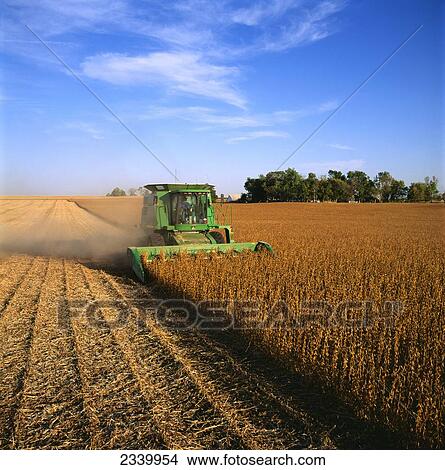 Picture - Agriculture - A John Deere combine harvests soybeans in late afternoon light / Central Iowa, USA.. Fotosearch