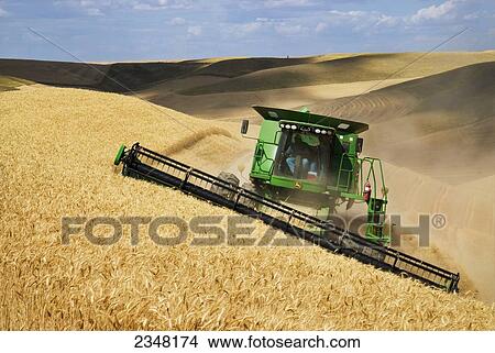 Agriculture - A John Deere combine harvests Soft White wheat on rolling hillside terrain / near Pullman, Palouse Region, Washington, USA. View Large Photo Image Picture - Agriculture - A John Deere combine harvests Soft White wheat on rolling hillside terrain / near Pullman, Palouse Region, Washington, USA.. Fotosearch