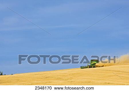 Agriculture - A John Deere combine harvests Soft White wheat on rolling hillside terrain in late afternoon light / near Pullman, Palouse Region, Washington, USA. View Large Photo Image Stock Image - Agriculture - A John Deere combine harvests Soft White wheat on rolling hillside terrain in late afternoon light / near Pullman, Palouse Region, Washington, USA.. Fotosearch
