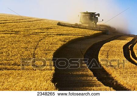 Agriculture - A John Deere combine crests a ridge while harvesting wheat in late afternoon light / near Pullman, Palouse Region, Washington, USA. View Large Photo Image Stock Photography - Agriculture - A John Deere combine crests a ridge while harvesting wheat in late afternoon light / near Pullman, Palouse Region, Washington, USA.. Fotosearch