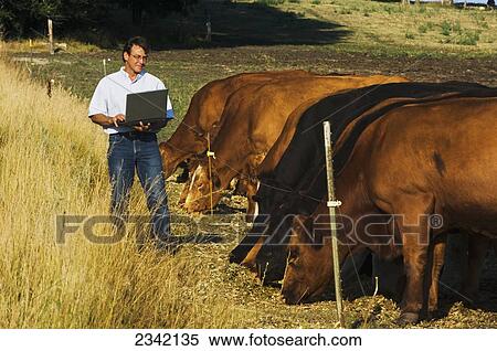 Agriculture - A livestock producer observes his herd of beef cattle and enters data into his laptop computer / near Hoffman, Minnesota, USA. View Large Photo Image Stock Photography - Agriculture - A livestock producer observes his herd of beef cattle and enters data into his laptop computer / near Hoffman, Minnesota, USA.. Fotosearch