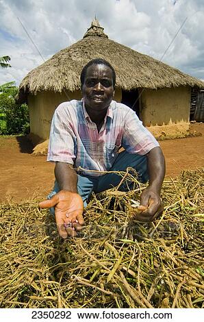 Agriculture - A man holds up his dried bean crop outside a traditional mud hut in an African village / Kenya, Africa. View Large Photo Image Stock Image - Agriculture - A man holds up his dried bean crop outside a traditional mud hut in an African village / Kenya, Africa.. Fotosearch