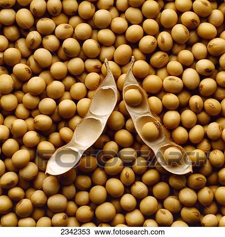 Stock Image - Agriculture - A mature open soybean pod resting on a bed of mature harvested soybeans.. Fotosearch