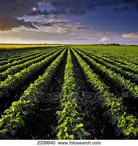 Agriculture - A mid growth soybean field (r. ) grows next to a mature field of oats (l. ) with a dark storm cloud above / Central Iowa, USA. View Large Photo Image Stock Image - Agriculture - A mid growth soybean field (r. ) grows next to a mature field of oats (l. ) with a dark storm cloud above / Central Iowa, USA.. Fotosearch