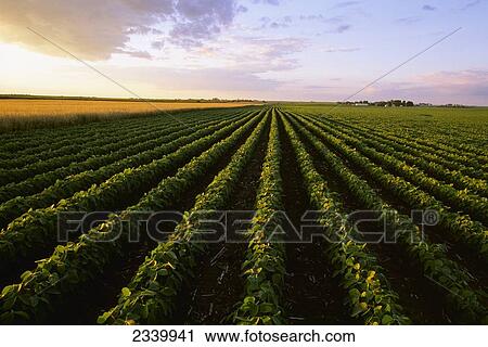 Agriculture - A mid growth soybean field (r. ) grows next to a mature field of oats (l. ) in late afternoon light / Central Iowa, USA. View Large Photo Image Stock Image - Agriculture - A mid growth soybean field (r. ) grows next to a mature field of oats (l. ) in late afternoon light / Central Iowa, USA.. Fotosearch
