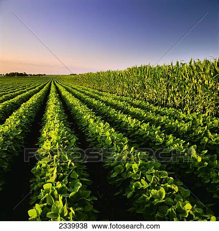 Agriculture - A mid growth soybean field (l. ) grows next to a mid growth grain corn field (r. ) / Iowa, USA. View Large Photo Image Stock Photo - Agriculture - A mid growth soybean field (l. ) grows next to a mid growth grain corn field (r. ) / Iowa, USA.. Fotosearch