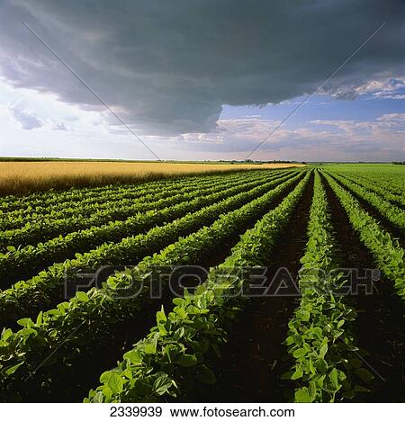 Agriculture - A mid growth soybean field (r. ) grows next to a mature field of oats (l. ) with a storm cloud above / Central Iowa, USA. View Large Photo Image Stock Photo - Agriculture - A mid growth soybean field (r. ) grows next to a mature field of oats (l. ) with a storm cloud above / Central Iowa, USA.. Fotosearch