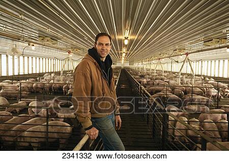 Stock Image - Agriculture - A pork producer poses in his hog confinement facility / Central Iowa, USA.. Fotosearch