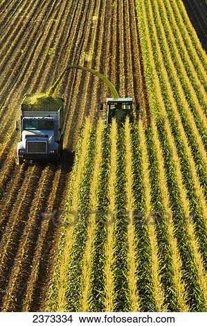Picture - Agriculture - A self-propelled forage harvester chops corn silage for animal feed and blows it into a truck / near Park City, Montana, USA.. Fotosearch