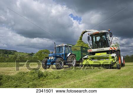 Agriculture - A self propelled forage harvester harvests hay silage into a silage wagon / Cumbria, England, United Kingdom. View Large Photo Image Stock Image - Agriculture - A self propelled forage harvester harvests hay silage into a silage wagon / Cumbria, England, United Kingdom.. Fotosearch