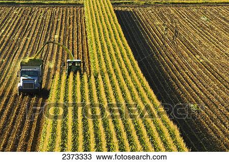 Stock Image - Agriculture - A self-propelled forage harvester chops corn silage for animal feed and blows it into a truck / near Park City, Montana, USA.. Fotosearch