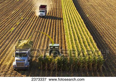 Agriculture - A self-propelled forage harvester chops corn silage for animal feed and blows it into a truck / near Park City, Montana, USA. View Large Photo Image Stock Photo - Agriculture - A self-propelled forage harvester chops corn silage for animal feed and blows it into a truck / near Park City, Montana, USA.. Fotosearch