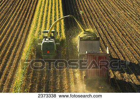 Stock Photo - Agriculture - A self-propelled forage harvester chops corn silage for animal feed and blows it into a truck / near Park City, Montana, USA.. Fotosearch