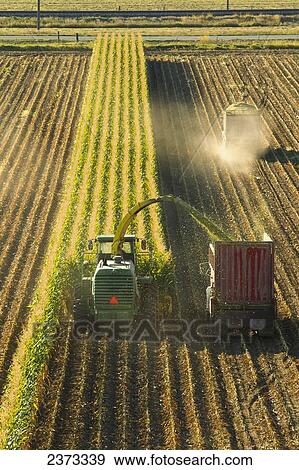 Stock Photo - Agriculture - A self-propelled forage harvester chops corn silage for animal feed and blows it into a truck / near Park City, Montana, USA.. Fotosearch