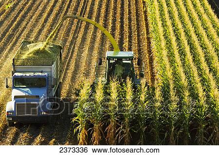 Stock Photograph - Agriculture - A self-propelled forage harvester chops corn silage for animal feed and blows it into a truck / near Park City, Montana, USA.. Fotosearch