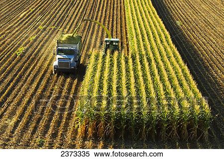 Agriculture - A self-propelled forage harvester chops corn silage for animal feed and blows it into a truck / near Park City, Montana, USA. View Large Photo Image Stock Photography - Agriculture - A self-propelled forage harvester chops corn silage for animal feed and blows it into a truck / near Park City, Montana, USA.. Fotosearch
