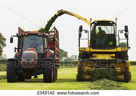 Stock Image - Agriculture - A self propelled forager and tractor with silage wagon in the field collecting cut and windrowed silage / near Penrith, Cumbria, England, United Kingdom.. Fotosearch