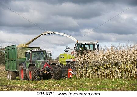 Stock Image - Agriculture - A self propelled silage harvester harvests and chops corn silage and shoots it into a tractor pulled silage wagon / England, United Kingdom.. Fotosearch