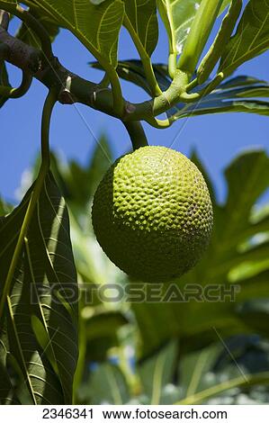 Stock Image - Agriculture - A single maturing breadfruit on the tree, a staple food cultivated in many tropical regions / Hawaii, USA.. Fotosearch