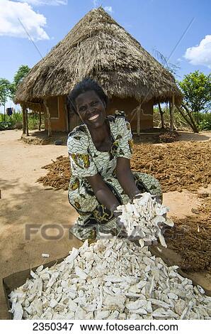 Stock Photo - Agriculture - A smiling African woman shows a harvested dried cassava (aka. manioc) crop in her village / Mbale, Uganda, Africa.. Fotosearch