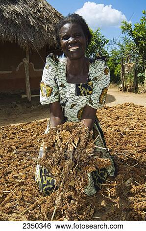 Stock Photograph - Agriculture - A smiling African woman shows a harvested millet crop in her village / Mbale, Uganda, Africa.. Fotosearch