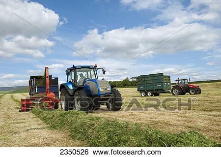 Stock Photograph - Agriculture - A tractor pulled forage harvester harvests cut and windrowed hay silage into a silage wagon / United Kingdom.. Fotosearch