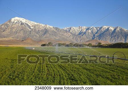 Agriculture - A wheelmove irrigation system irrigates a hay or forage crop with the Sierra Nevada mountains in the background / Bishop, California, USA. View Large Photo Image Stock Photo - Agriculture - A wheelmove irrigation system irrigates a hay or forage crop with the Sierra Nevada mountains in the background / Bishop, California, USA.. Fotosearch