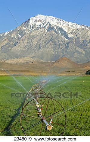 Stock Photo - Agriculture - A wheelmove irrigation system irrigates a hay or forage crop with the Sierra Nevada mountains in the background / Bishop, California, USA.. Fotosearch
