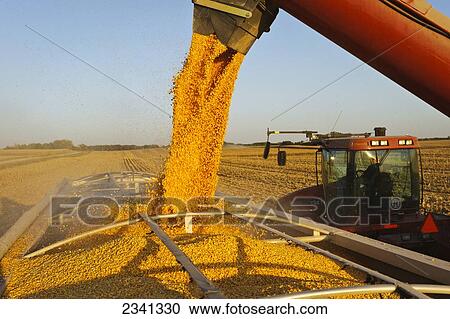 Agriculture - A woman farmer augers grain corn from a grain wagon into a grain truck during the Autumn harvest operations / Central Iowa, USA. View Large Photo Image Stock Image - Agriculture - A woman farmer augers grain corn from a grain wagon into a grain truck during the Autumn harvest operations / Central Iowa, USA.. Fotosearch