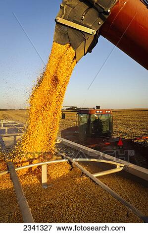 Stock Photo - Agriculture - A woman farmer augers grain corn from a grain wagon into a grain truck during the Autumn harvest operations / Central Iowa, USA.. Fotosearch
