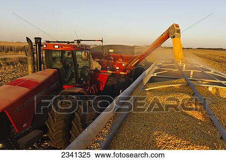 Stock Photography - Agriculture - A woman farmer augers grain corn from a grain wagon into a grain truck during the Autumn harvest operations / Central Iowa, USA.. Fotosearch