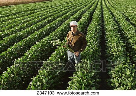 Stock Image - Agriculture - A young farmer examines his family. Fotosearch