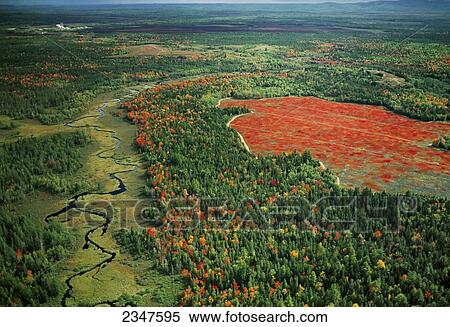 Stock Photography - Agriculture - Aerial view of a lowbush blueberry field (barrens) in Autumn / Maine, USA.. Fotosearch