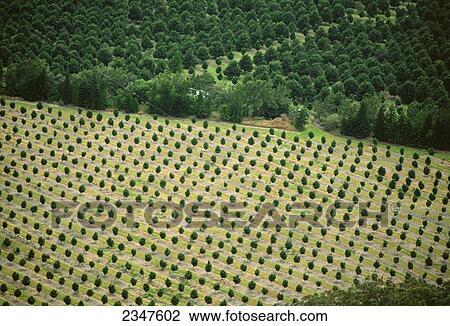 Stock Image - Agriculture - Aerial view of a macadamia orchard / Pahala Area, Hawaii, USA.. Fotosearch