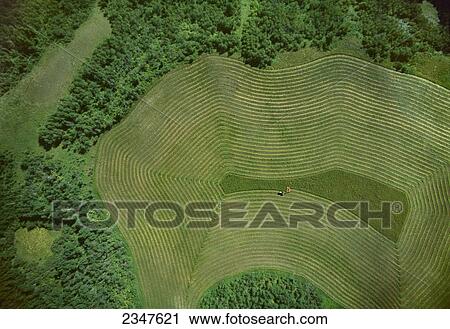 Stock Image - Agriculture - Aerial view of a tractor and mower cutting and windrowing a field of hay / Saskatchewan, Canada.. Fotosearch