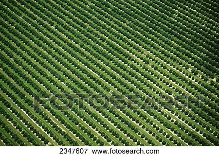 Agriculture - Aerial view of an orange grove / near Orlando, Florida, USA. View Large Photo Image Stock Photo - Agriculture - Aerial view of an orange grove / near Orlando, Florida, USA.. Fotosearch