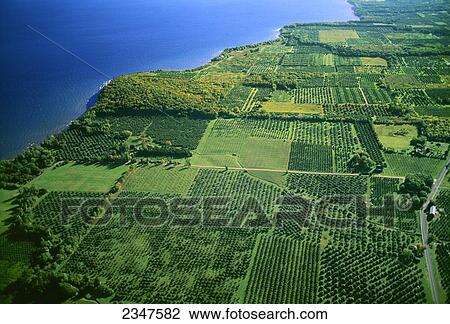 Agriculture - Aerial view of apple orchards / Northeast New York, USA. View Large Photo Image Stock Image - Agriculture - Aerial view of apple orchards / Northeast New York, USA.. Fotosearch