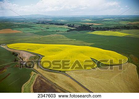Stock Image - Agriculture - Aerial view of blooming canola and wheat fields / near Nezperce, Idaho, USA.. Fotosearch