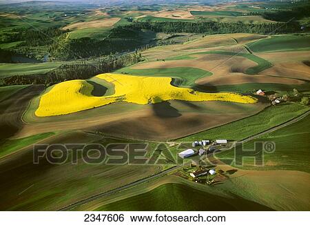 Agriculture - Aerial view of blooming canola and wheat fields / Palouse Region, Washington, USA. View Large Photo Image Stock Photograph - Agriculture - Aerial view of blooming canola and wheat fields / Palouse Region, Washington, USA.. Fotosearch
