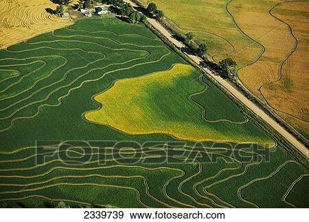 Agriculture - Aerial view of leveed green and mature rice fields / near Parkin, Arkansas, USA. View Large Photo Image Stock Photo - Agriculture - Aerial view of leveed green and mature rice fields / near Parkin, Arkansas, USA.. Fotosearch